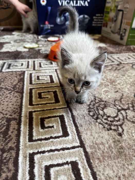 Отдам котят в хорошие , добрые руки