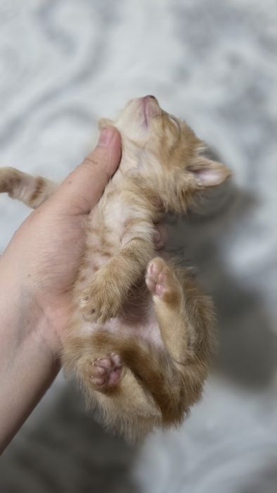 Девочка  в добрые руки