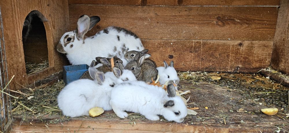 Iepurasi de vânzare