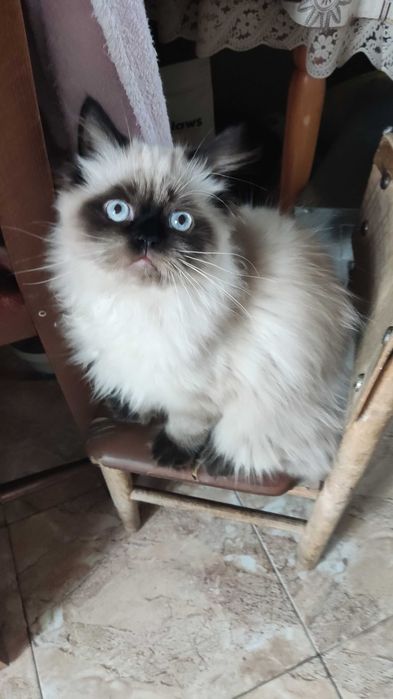 Персийска котка колор пойнт