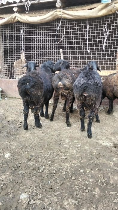 Продам токты кошкар