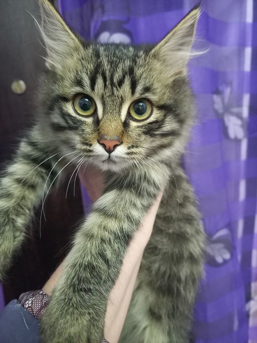 Котенок окрас табби