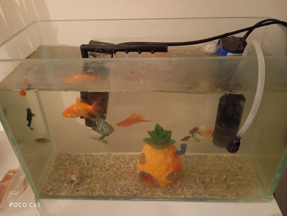 Аквариум заттар,тамактарымен