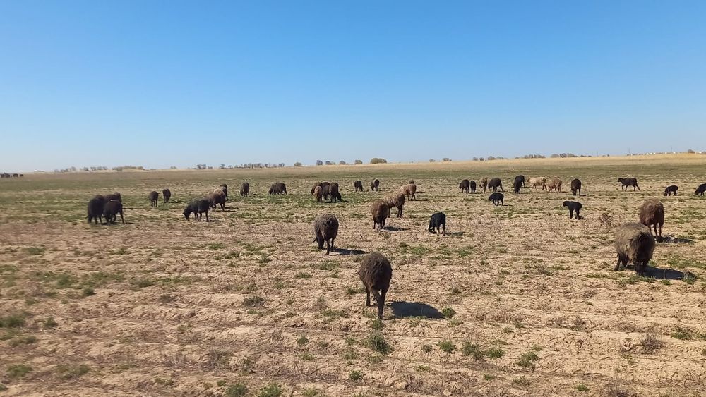 Қозлы қой сатылады