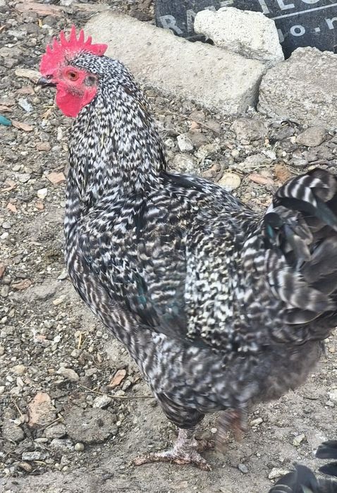 Cocosi de vanzare