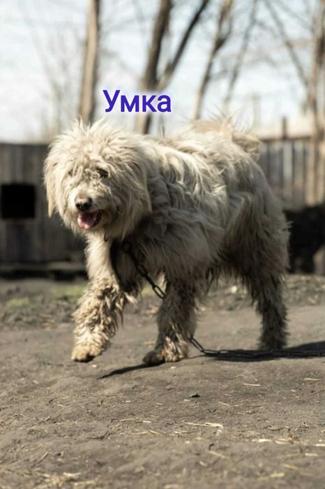Дарю в добрые и ответственные руки