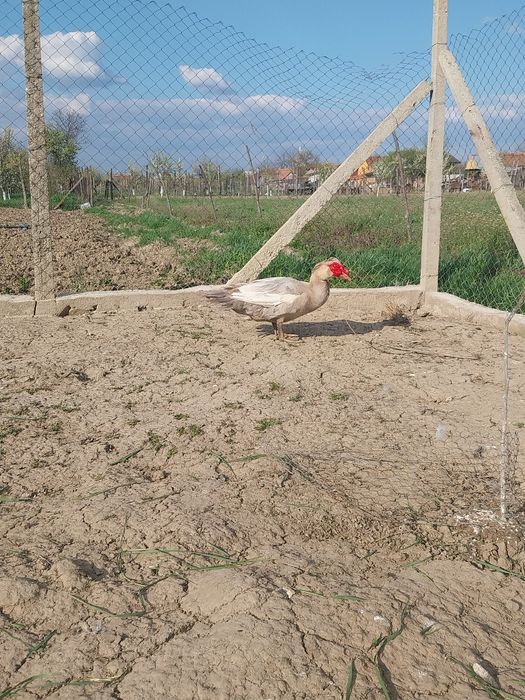 Vând rățoi mut/leșes