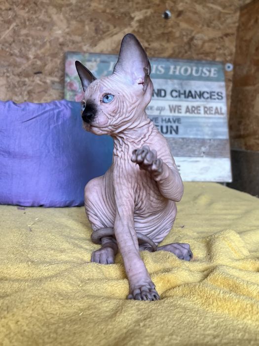 Fetita Sphynx cu pedigree si teste