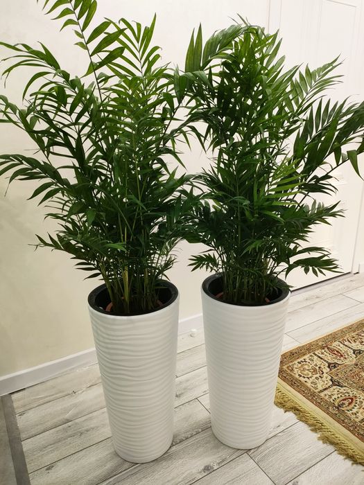 Домашние растения, доставка