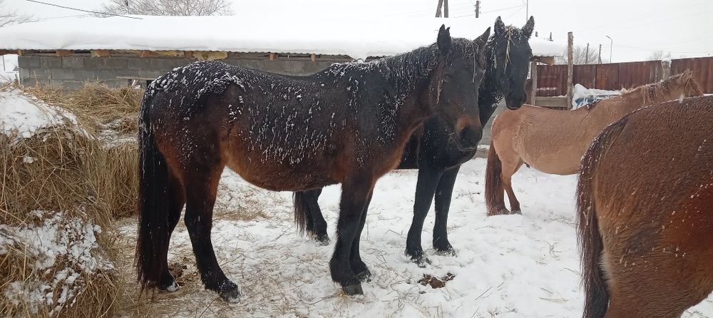 Кобыла Кабинской породы