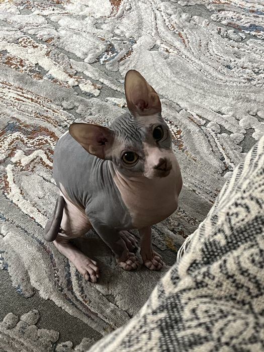 Котик, сфинкс- канадский