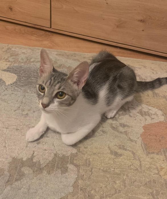 Puiut de pisica,pisicuta, pisicuta de adoptat, pisicuța pentru adopție