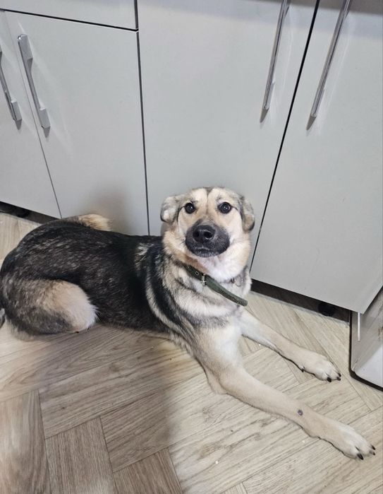 Семейная собака - компаньон Стелла