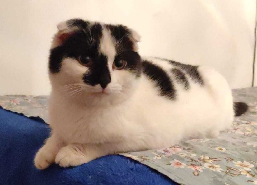 Вислоухий котёнок в добрые ручки.