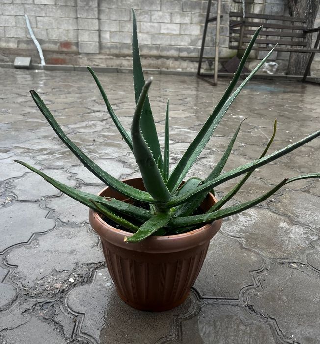 Алое 6-7 жылдык,емге жаксы