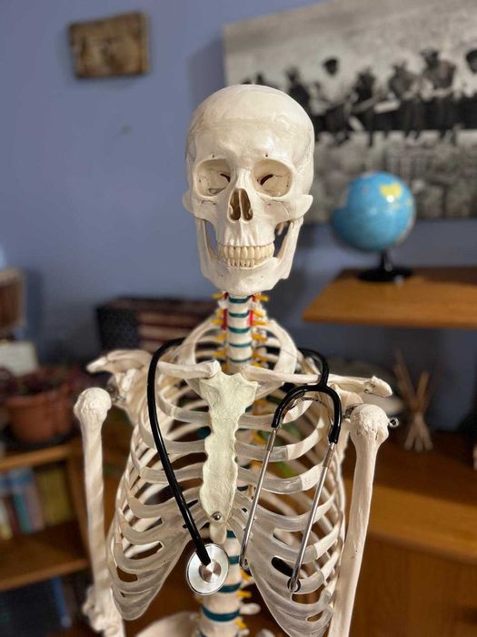 Schelet uman complet – Mărime naturală, 178 cm – Membre detaşabile
