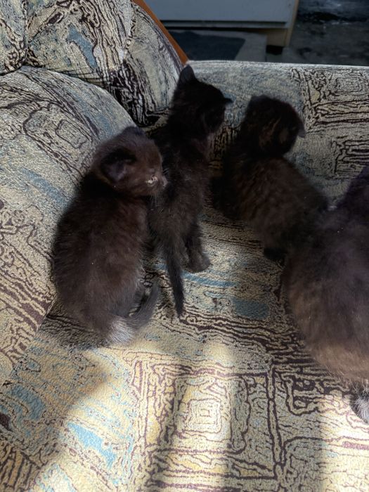 Котята веслоушки