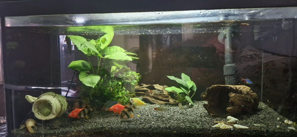 Acvariu pesti de 70litri
