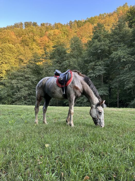 Cal de drumetie pentru oricine! Appaloosa iapa de calarie