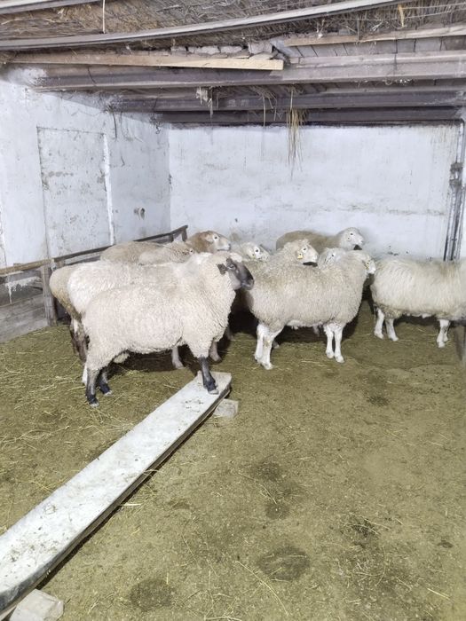 Кошкар.. Кошкар кошкар