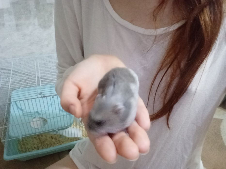 Хомяк девочка ручная с клеткой