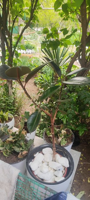 Фикус цветов продаю