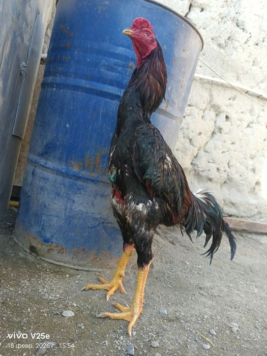 Dakan xuroz sotiladi 5.400kg