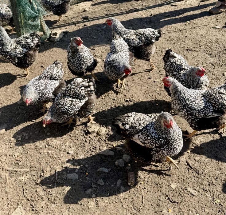 Oua Wyandotte Argintiu