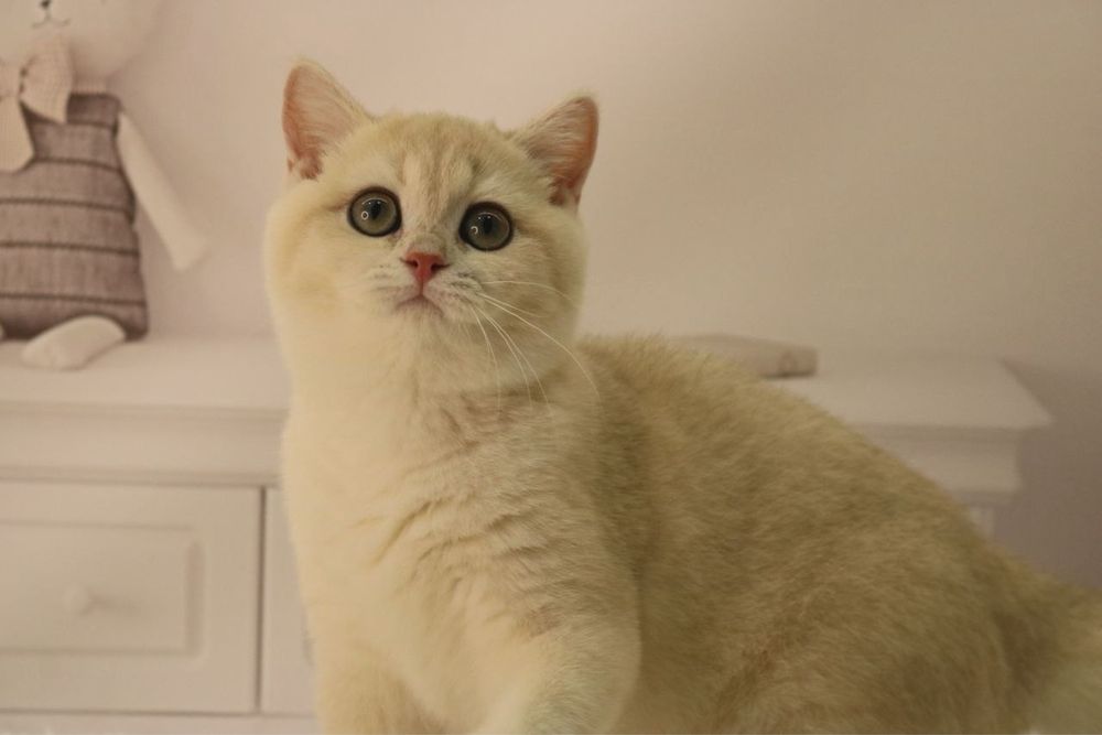 Девочка ау12 британка