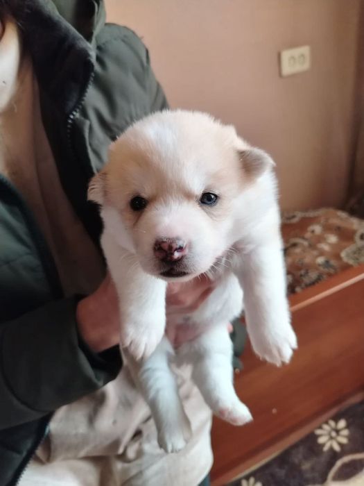 Продаю щенков ХАСКИ!