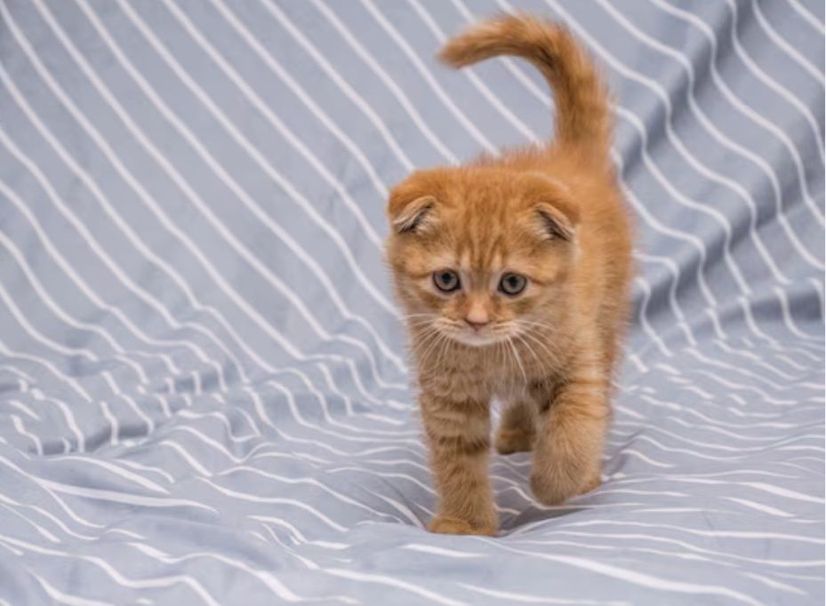 Котята мальчики и девочки, пямоушки и веслоушки
