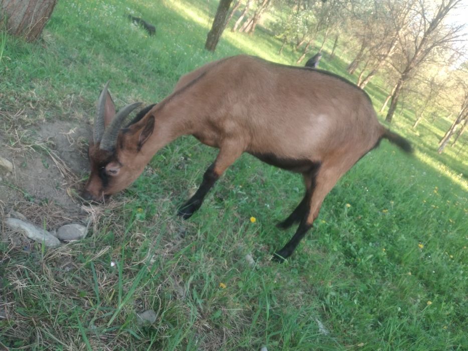 Capra Alpina Franceza și Țap