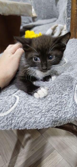 Отдам котят 2 месяца