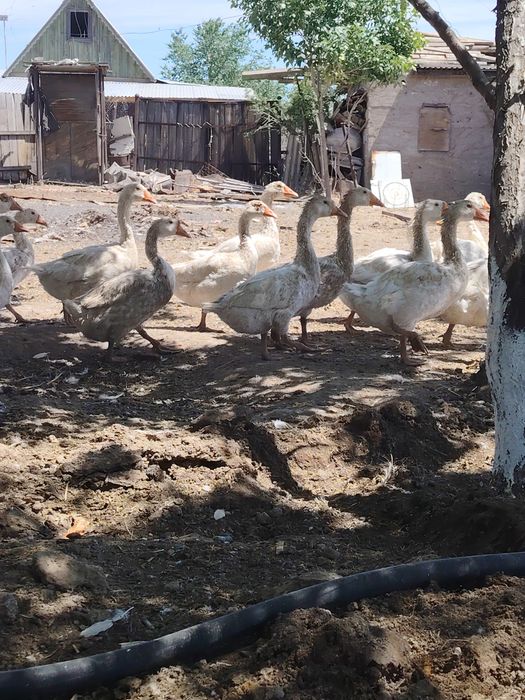 Продам гусей в большом количестве