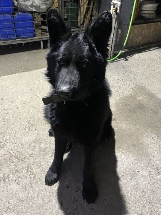 Восточно-европейская овчарка