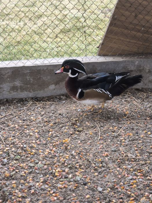 Утки Каролинки..