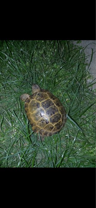 Продам черепашку