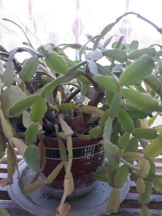 Комнатные растения разные,цены уточняйте!