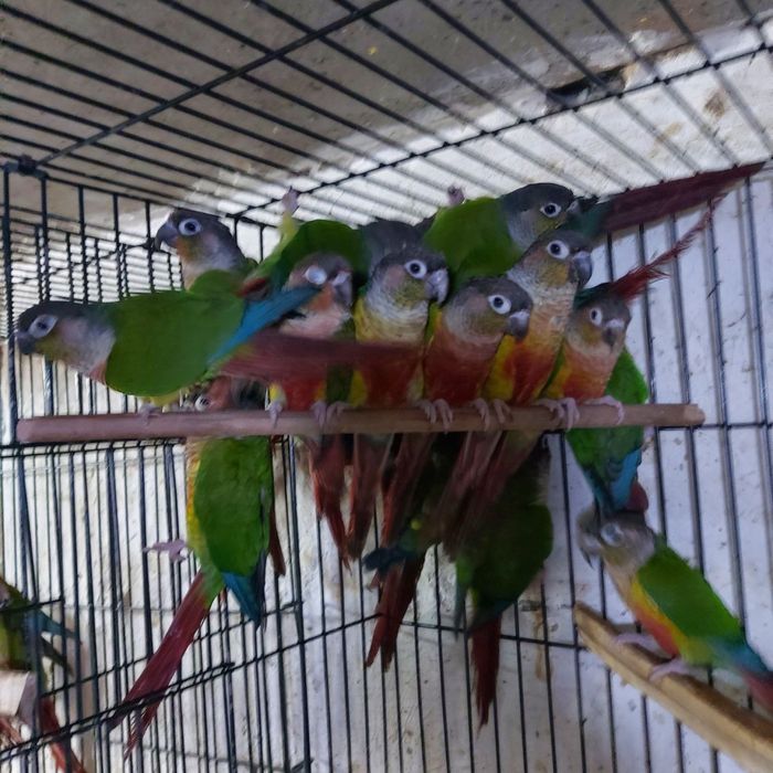 Продам Перура попугай