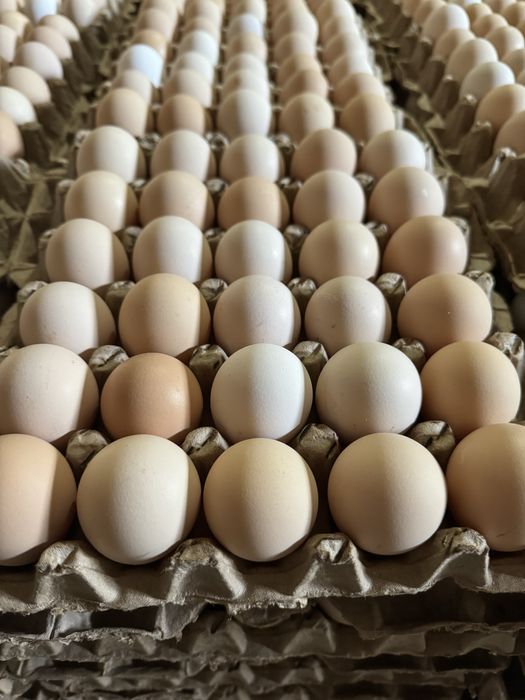 Тухум оптом фабрикадан, (яйца по низким ценам с собственной фермы)