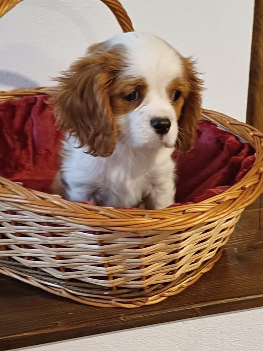 Catelusa Cavalier King Charles