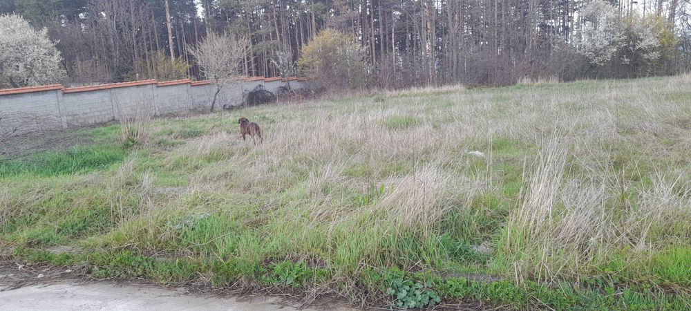 Продава се Парцел в с. Великденче, Област Търговище - 780 кв.м за 10 €/кв.м - Снимка #3