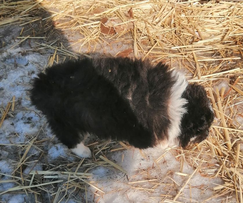 Отдам щенков в добрые руки