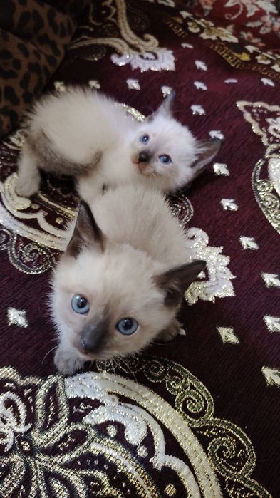 Skidka siyam mushuklari