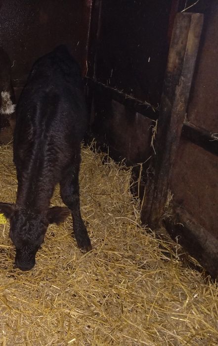 Продам тёлочку 15 дней