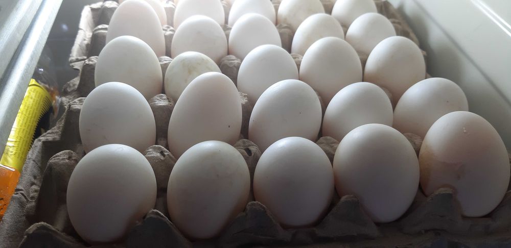 Гусиные яйца. утиные яйца. Бухара. DUCK EGGs fresh and home