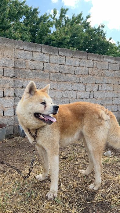 Akita zor it orgatilgan