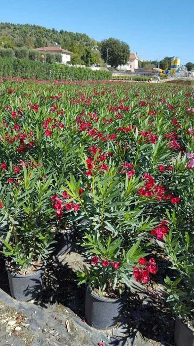 Leandru premium in ghiveci  diverse culori livrare in toata tara