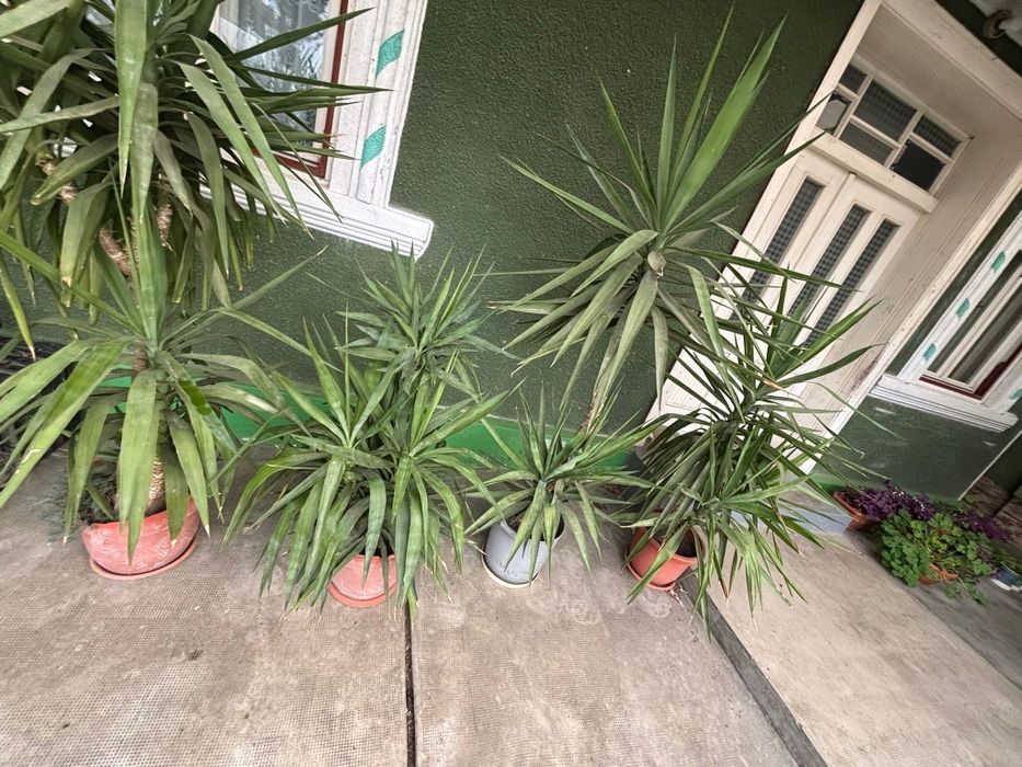 Vand plante Yucca