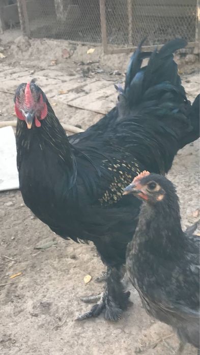 Брама, жерси хўроз товуқлар сотилади, нархи 500000 сўмдан, келишамиз